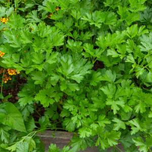 Persil Gigante d'Italia (Géant d'Italie) - BIO